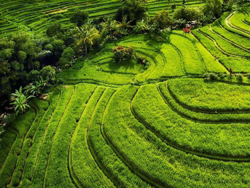 Asian-landscape-2