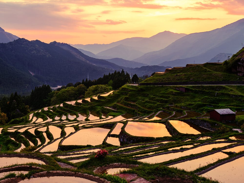 blogimage-rice-terraces-japan